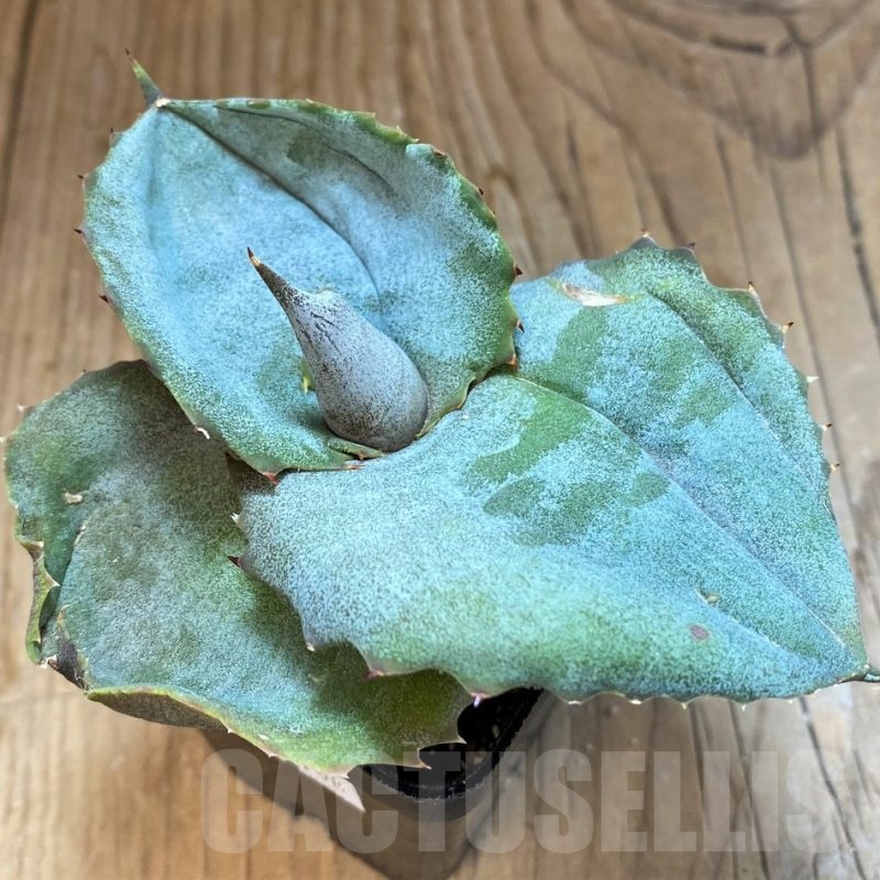 SH20914 Agave marmorata 'Papilio Platanoides'