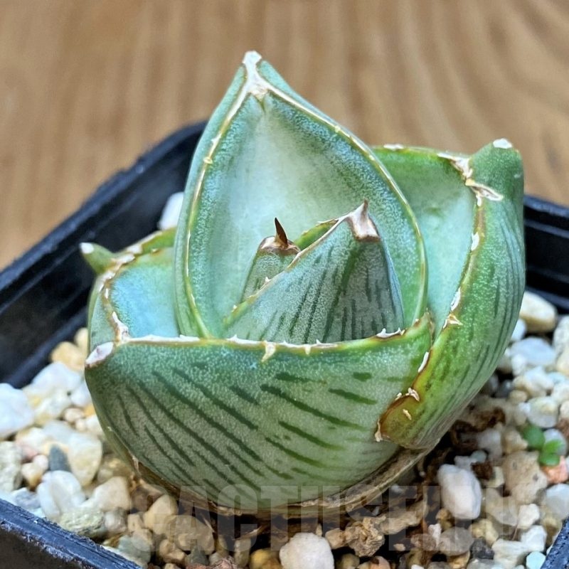 SH20916 Agave pumila