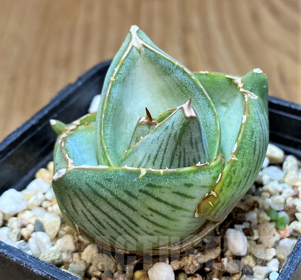 SH20916 Agave pumila