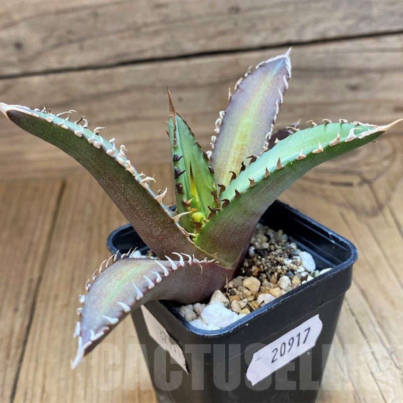 SH20917 Agave titanota 'Red Catweazle'