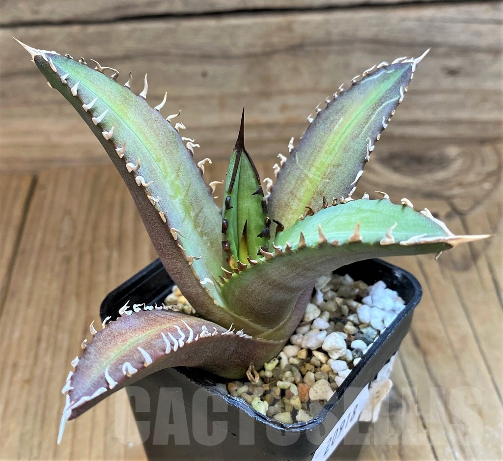 SH20918 Agave titanota 'Red Catweazle'