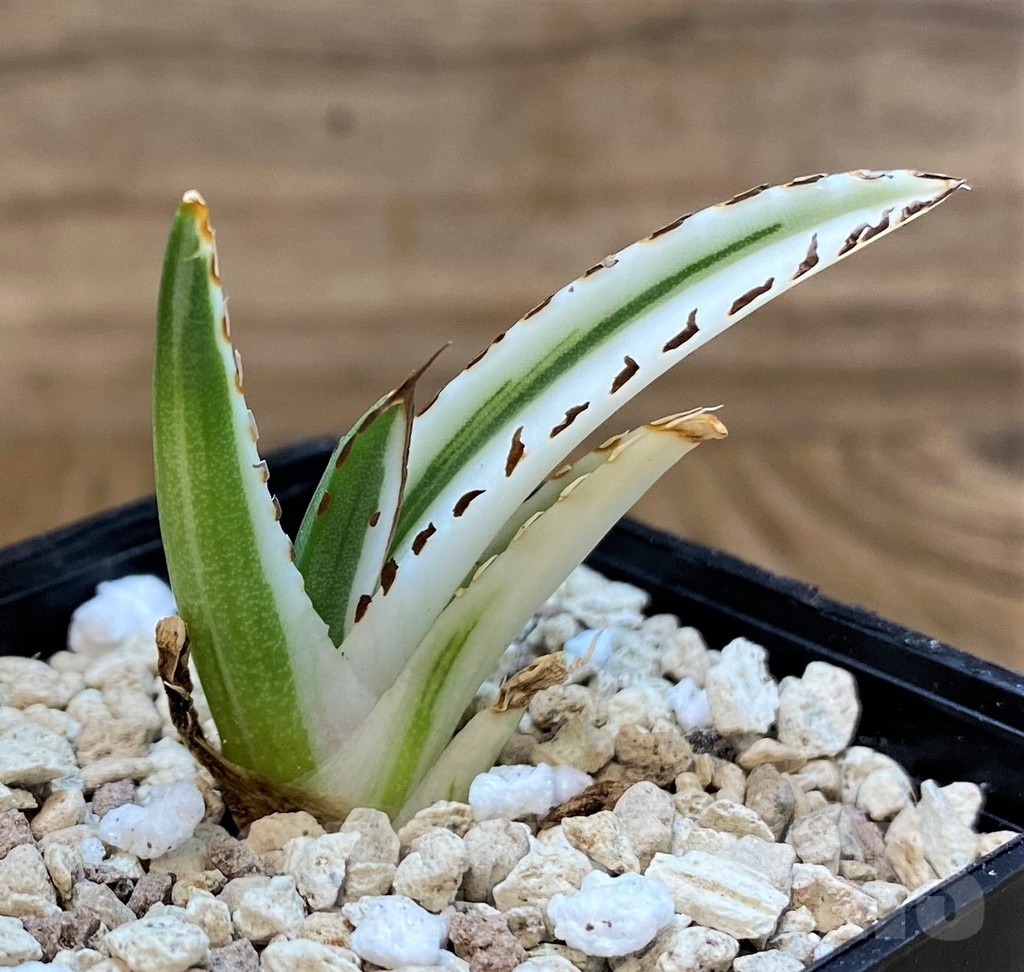 SH20919 Agave victoriae-reginae 'White Rhino'