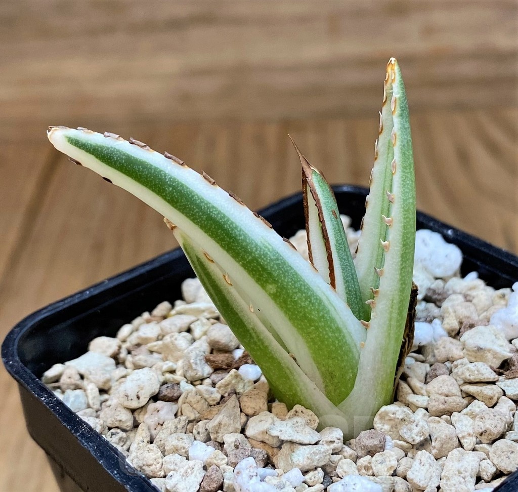 SH20919 Agave victoriae-reginae 'White Rhino' - Image 2