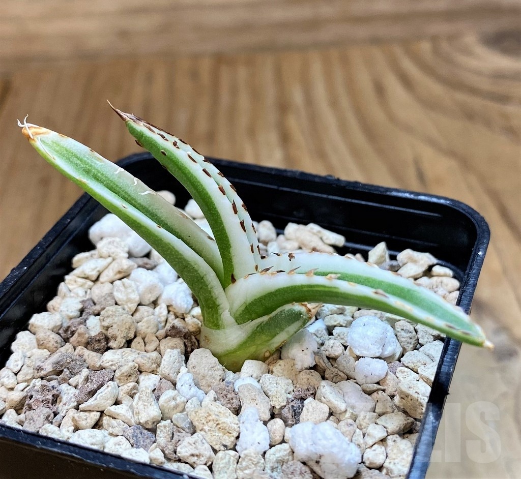 SH20920 Agave victoriae-reginae 'White Rhino'