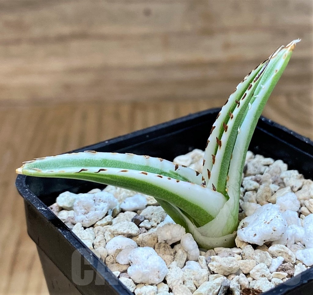 SH20920 Agave victoriae-reginae 'White Rhino' - immagine 2