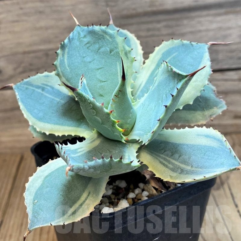 SH20921 Agave potatorum f. variegata