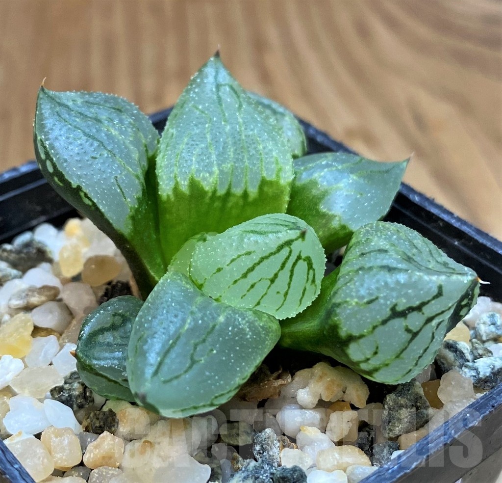 SH20923 Haworthia ‘Corn Poppy’ - immagine 2