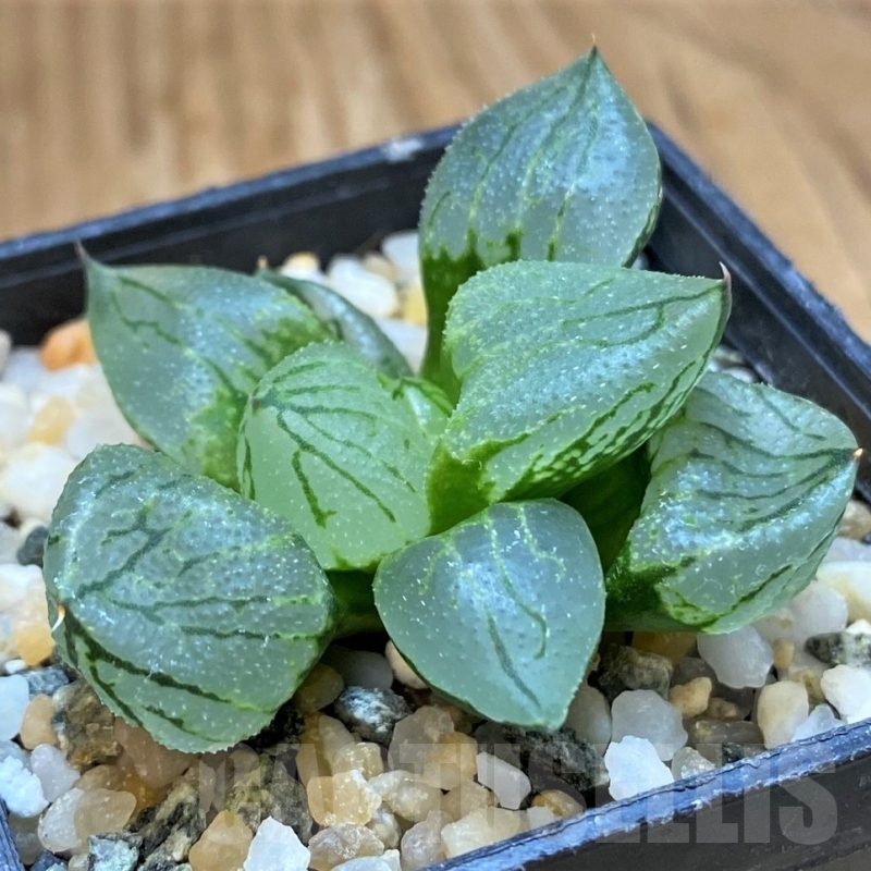 SH20923 Haworthia ‘Corn Poppy’