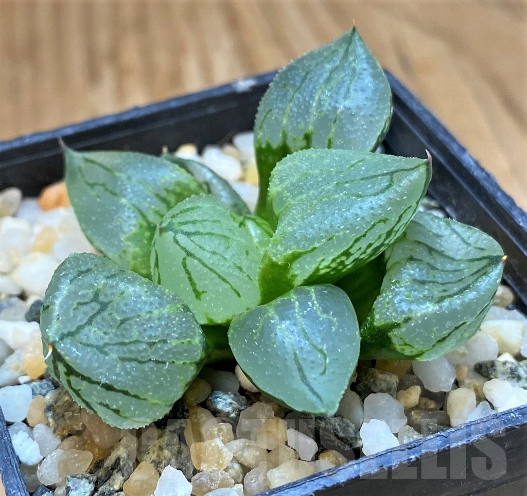 SH20923 Haworthia ‘Corn Poppy’