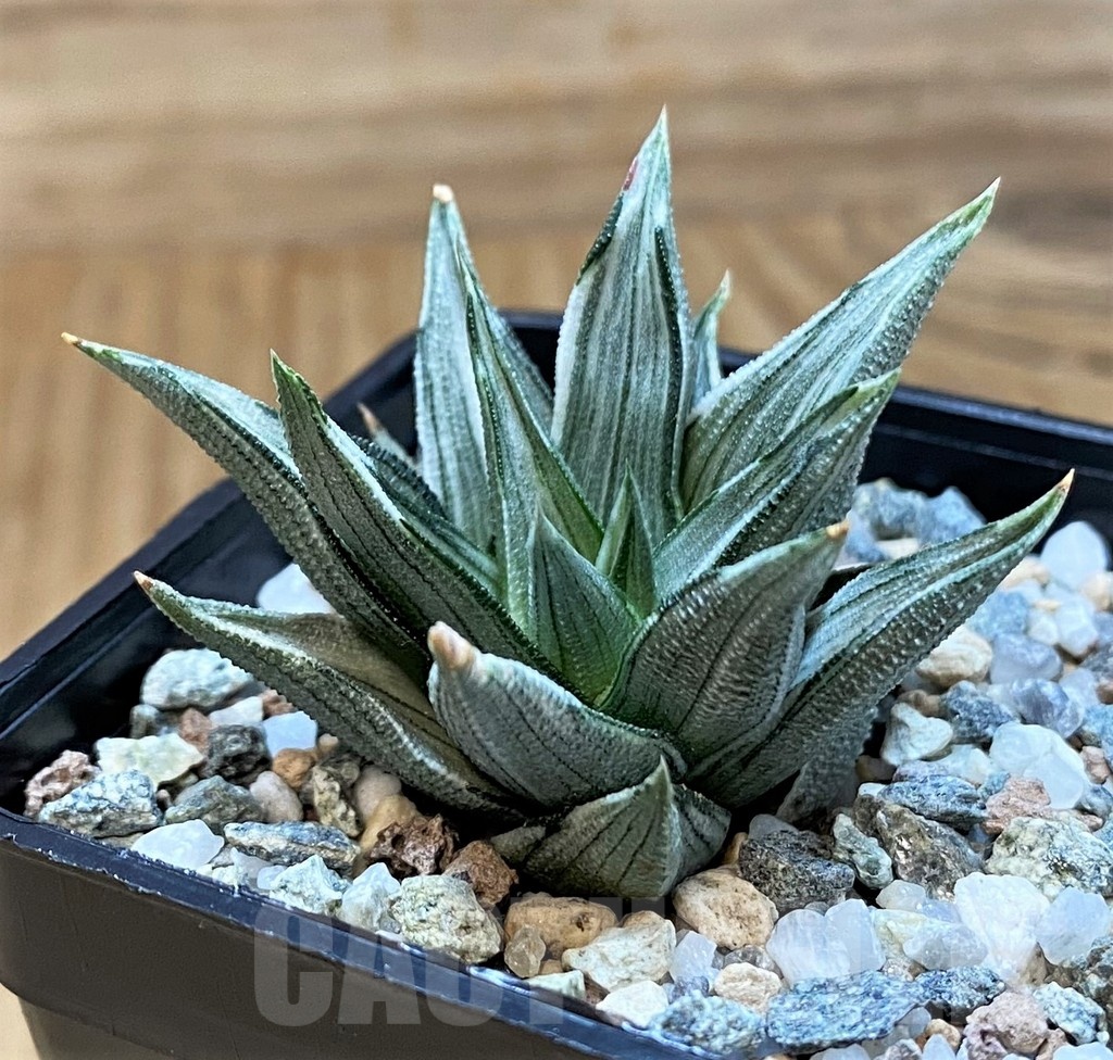 SH20925 Haworthia tortuosa f. variegata