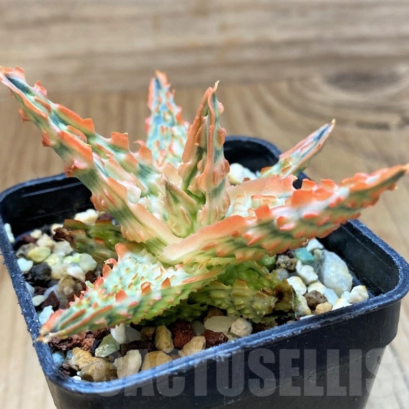 SH20927 Aloe TCT hybrid