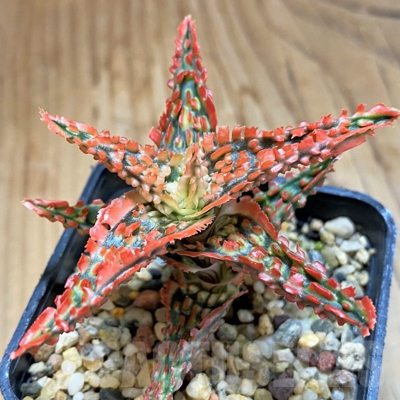 SH20929 Aloe TCT hybrid