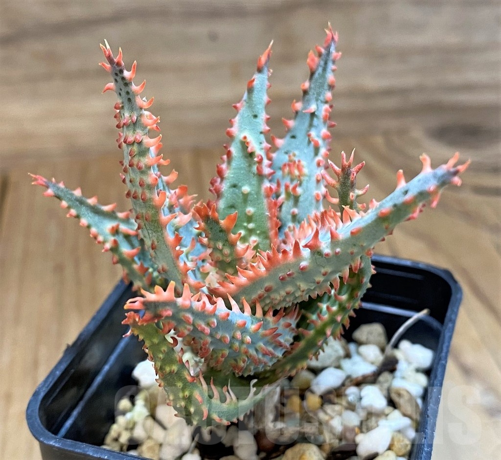 SH20930 Aloe TCT hybrid - Image 3
