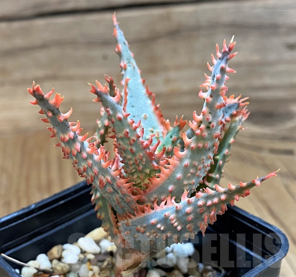 SH20930 Aloe TCT hybrid - Image 2