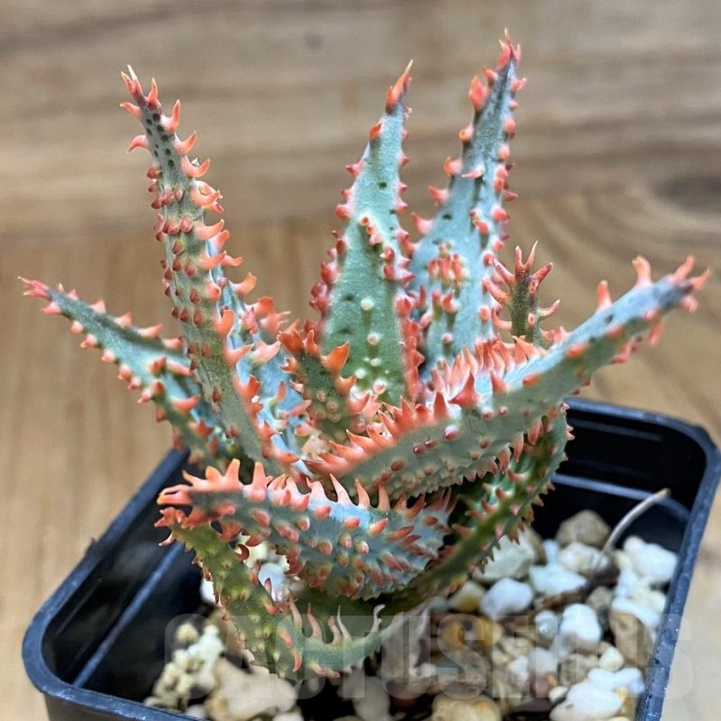 SH20930 Aloe TCT hybrid