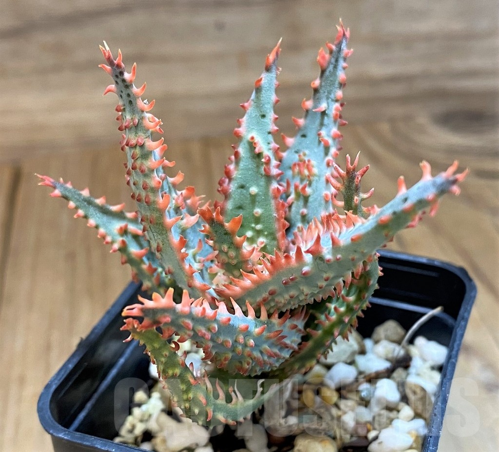 SH20930 Aloe TCT hybrid
