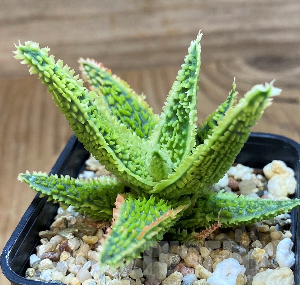 SH20931 Aloe TCT hybrid - Image 2