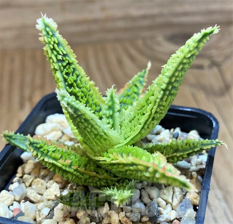 SH20931 Aloe TCT hybrid – Cactus-online