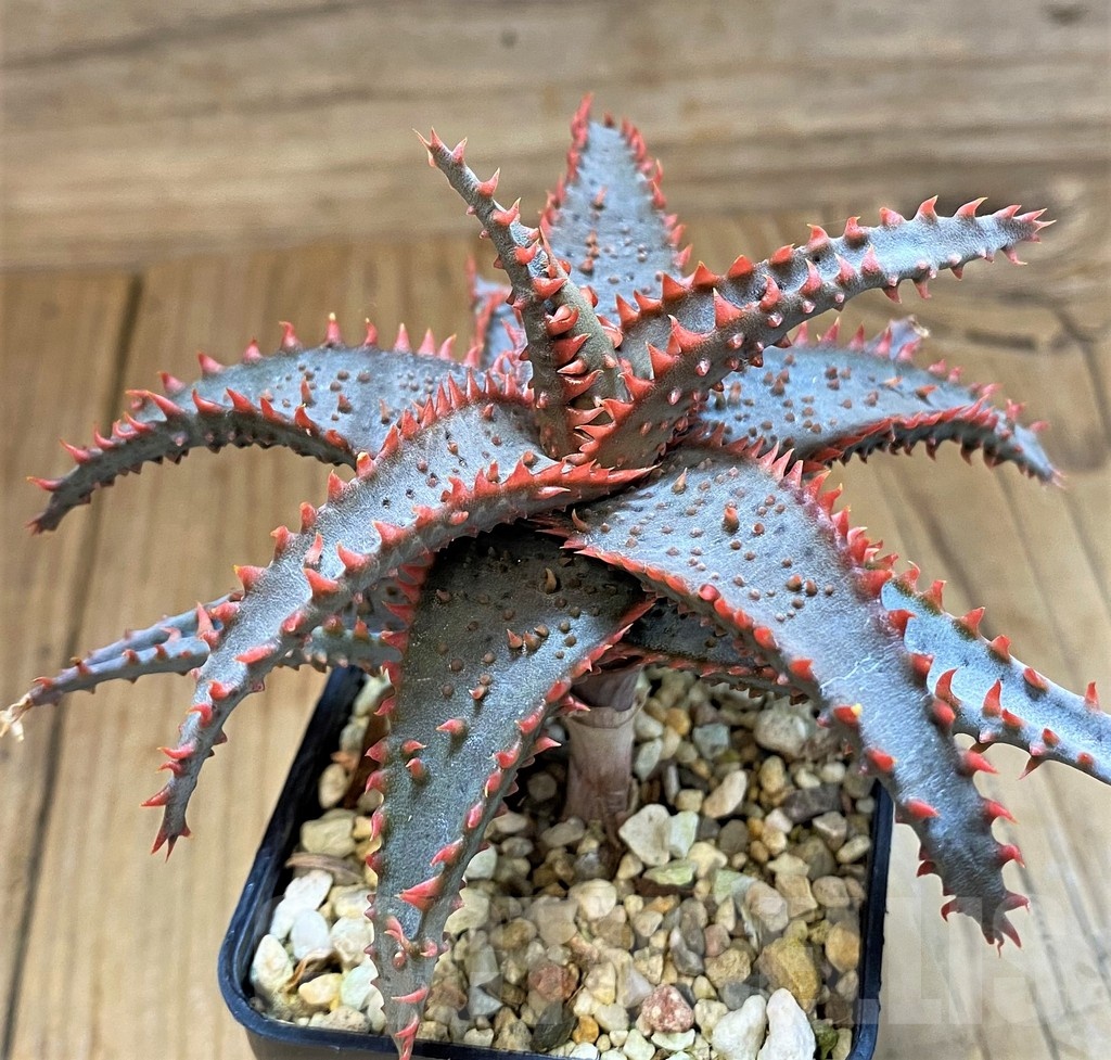 SH20932 Aloe TCT hybrid