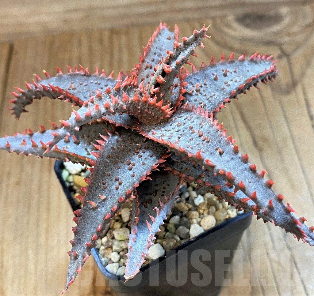 SH20932 Aloe TCT hybrid - immagine 2