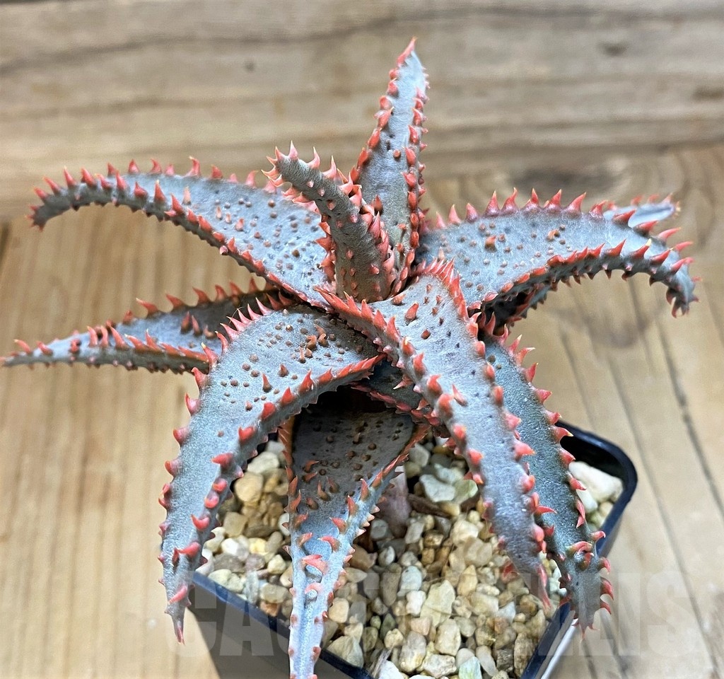 SH20932 Aloe TCT hybrid - immagine 3