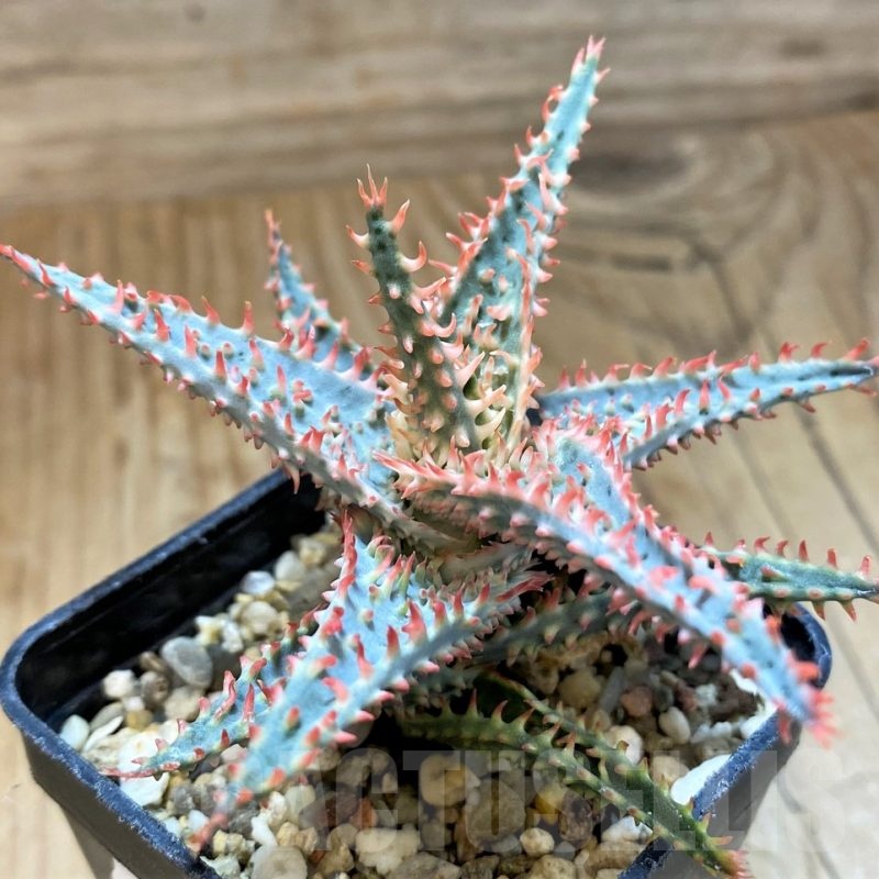 SH20933 Aloe TCT hybrid