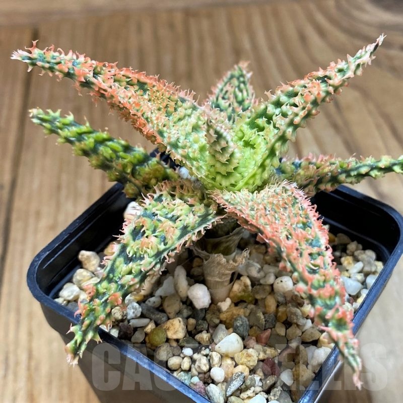 SH20934 Aloe TCT hybrid