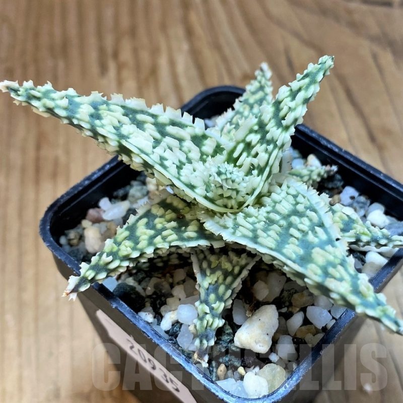 SH20935 Aloe TCT hybrid