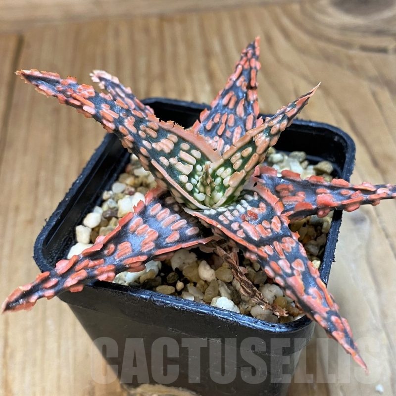SH20936 Aloe TCT hybrid