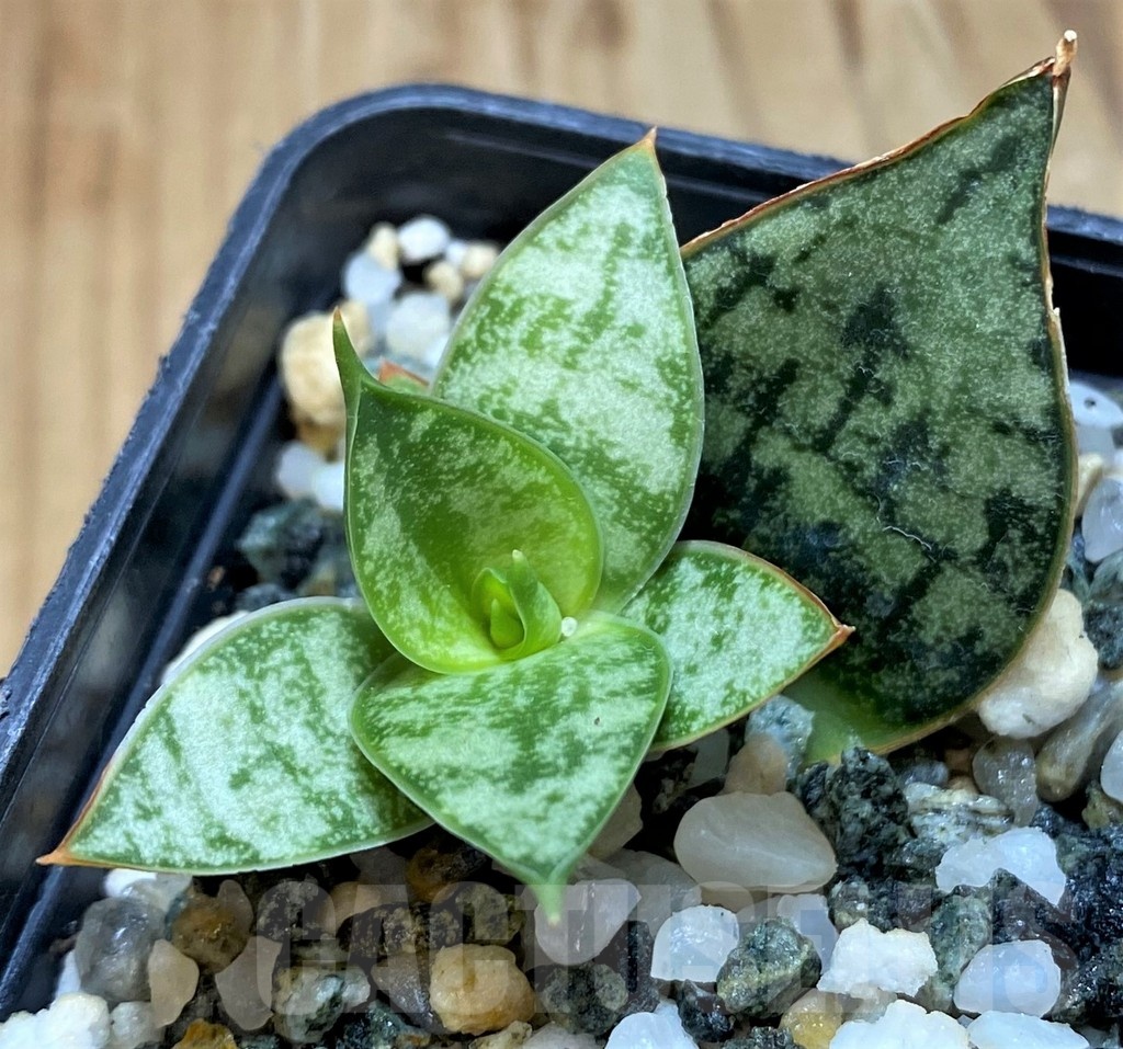 SH20873 Sansevieria ‘Margarita’