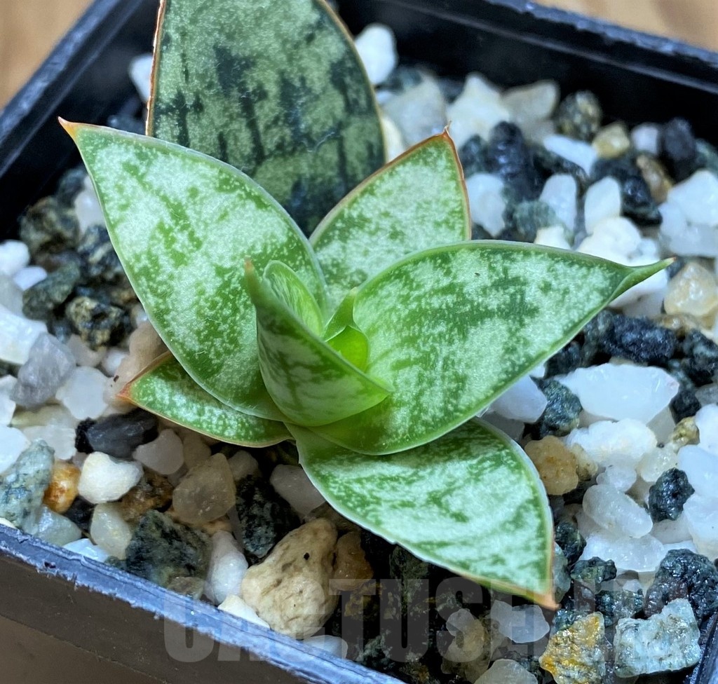 SH20873 Sansevieria ‘Margarita’ - Image 2