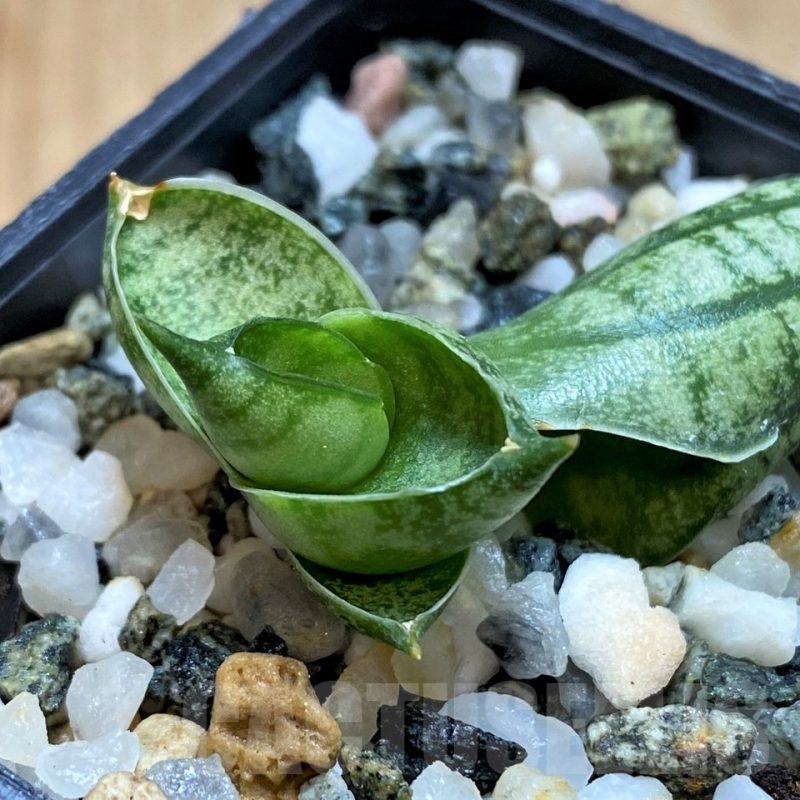 SH20879 Sansevieria 'Manee' hybrid