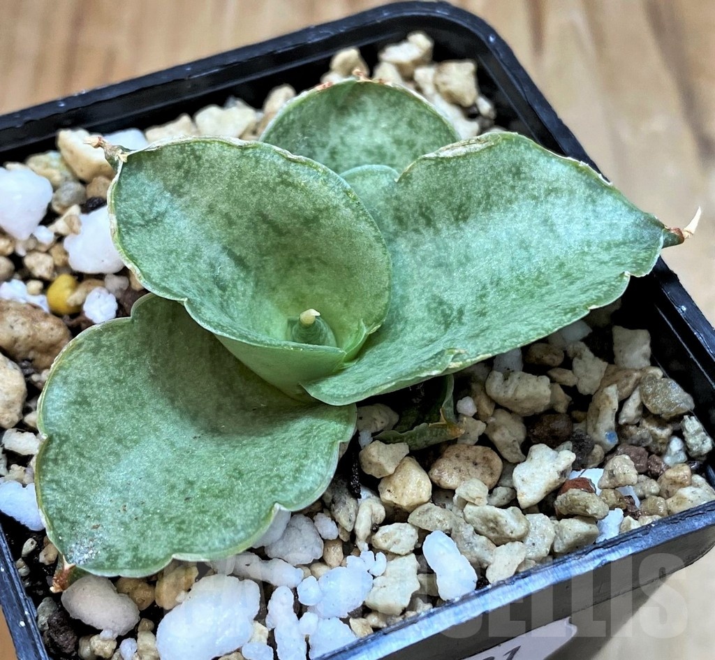 SH20881 Sansevieria 'Mini Rose'