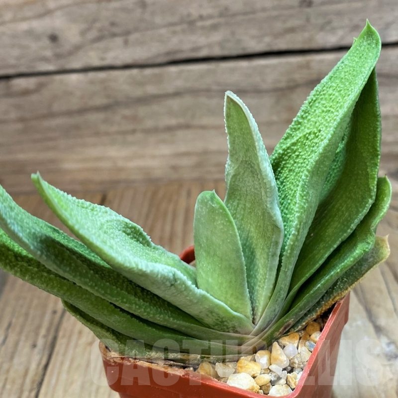SH20882 Gasteria hybrid