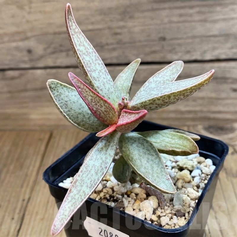 SH20885 Adromischus marianae -Richtersveld-