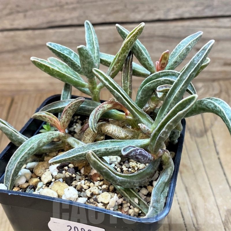 SH20886 Adromischus marianae