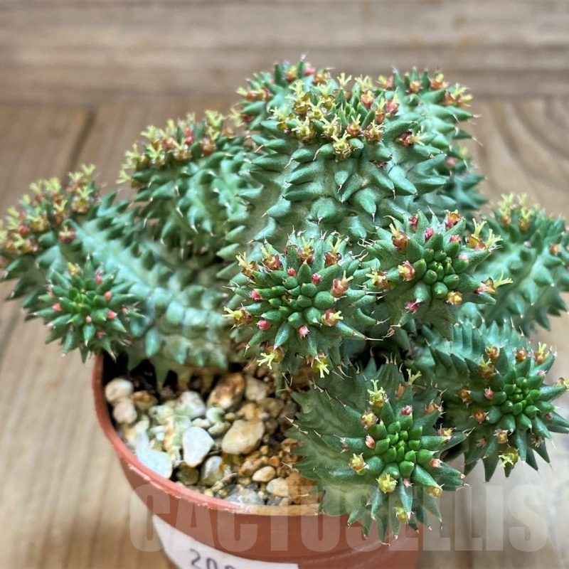 SH20887 Euphorbia suzannae
