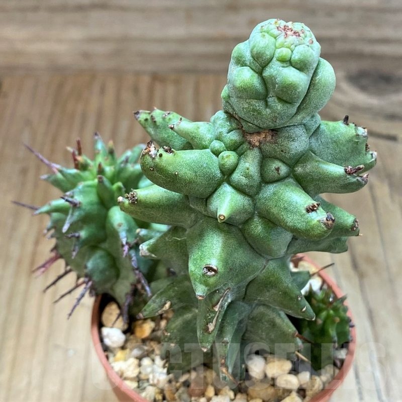 SH20889 Euphorbia horrida f. monstrosa