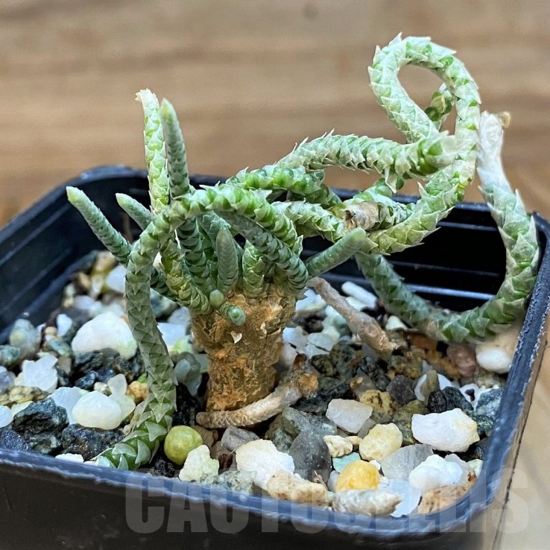 SH20892 Avonia quinaria, pink flower