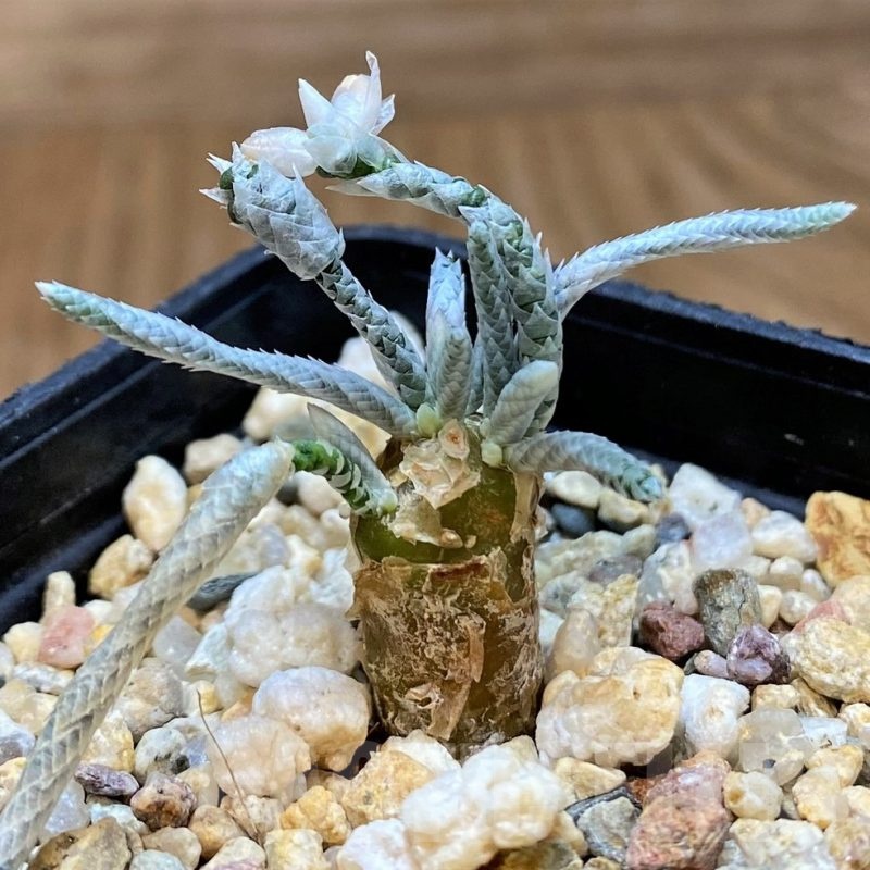 SH20893 Avonia quinaria, pink flower