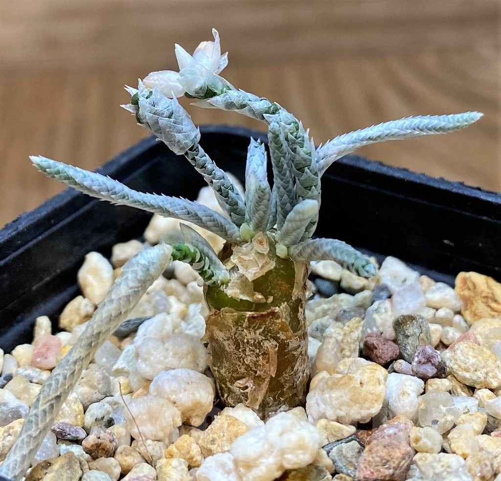 SH20893 Avonia quinaria, pink flower