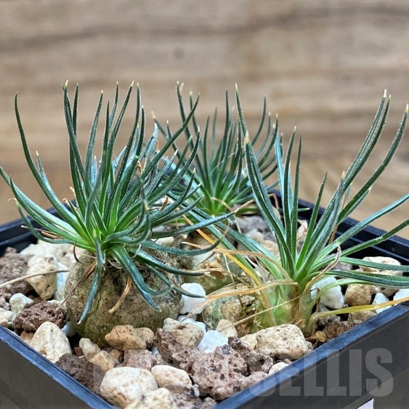 SH20894 Ornithogalum sardienii mini form