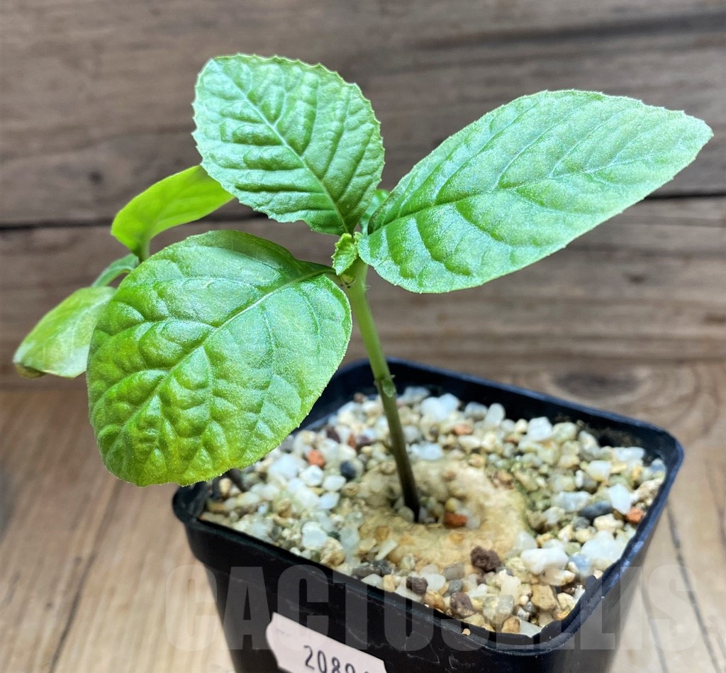 SH20896 Dorstenia benguellensis