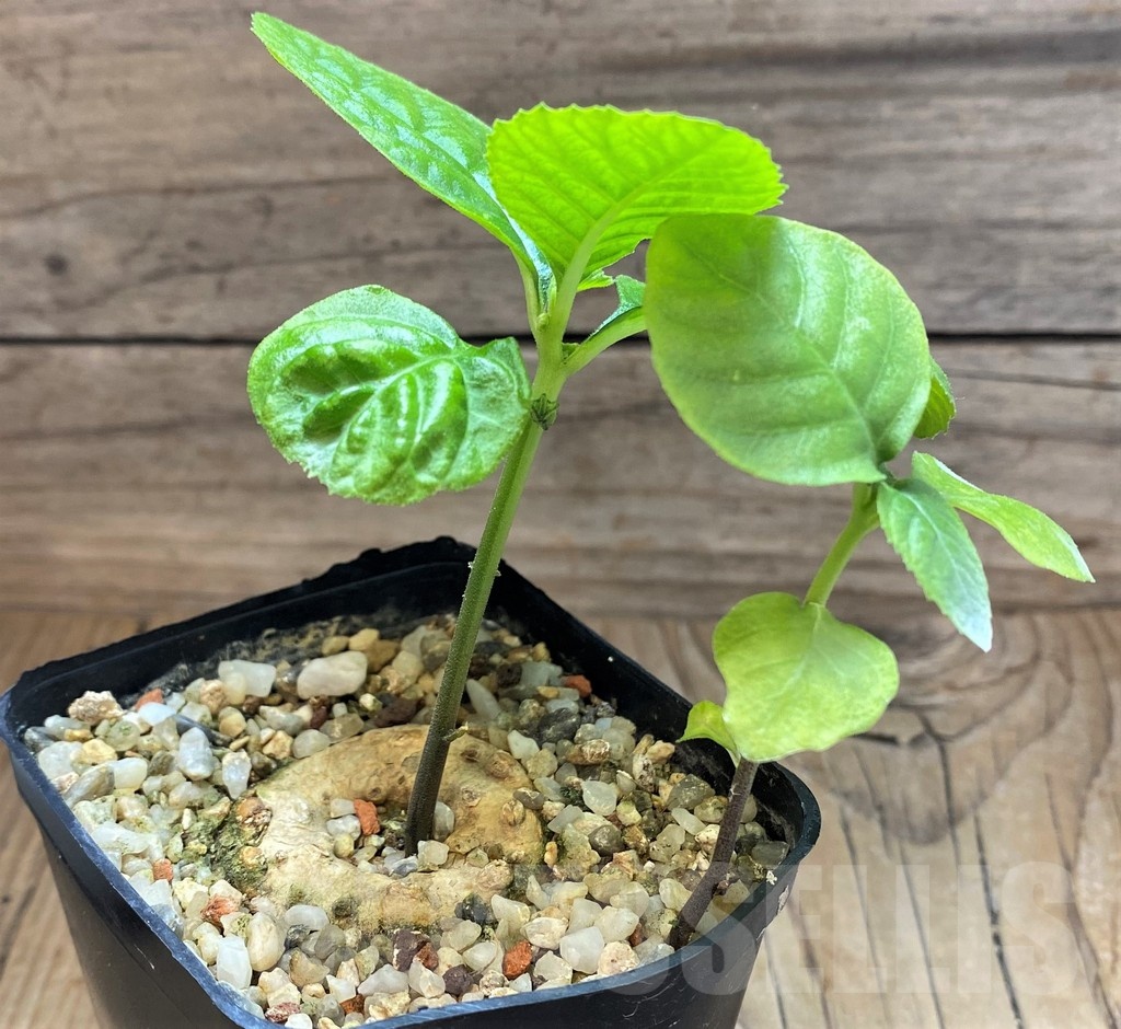 SH20896 Dorstenia benguellensis - immagine 2