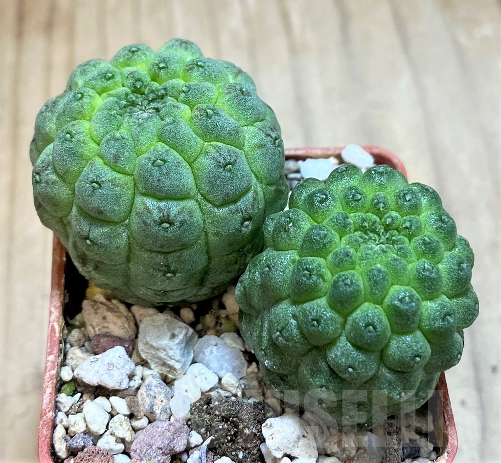 SH20898 Trichocaulon cactiformis, 2 plants, seedling - 画像 (2)