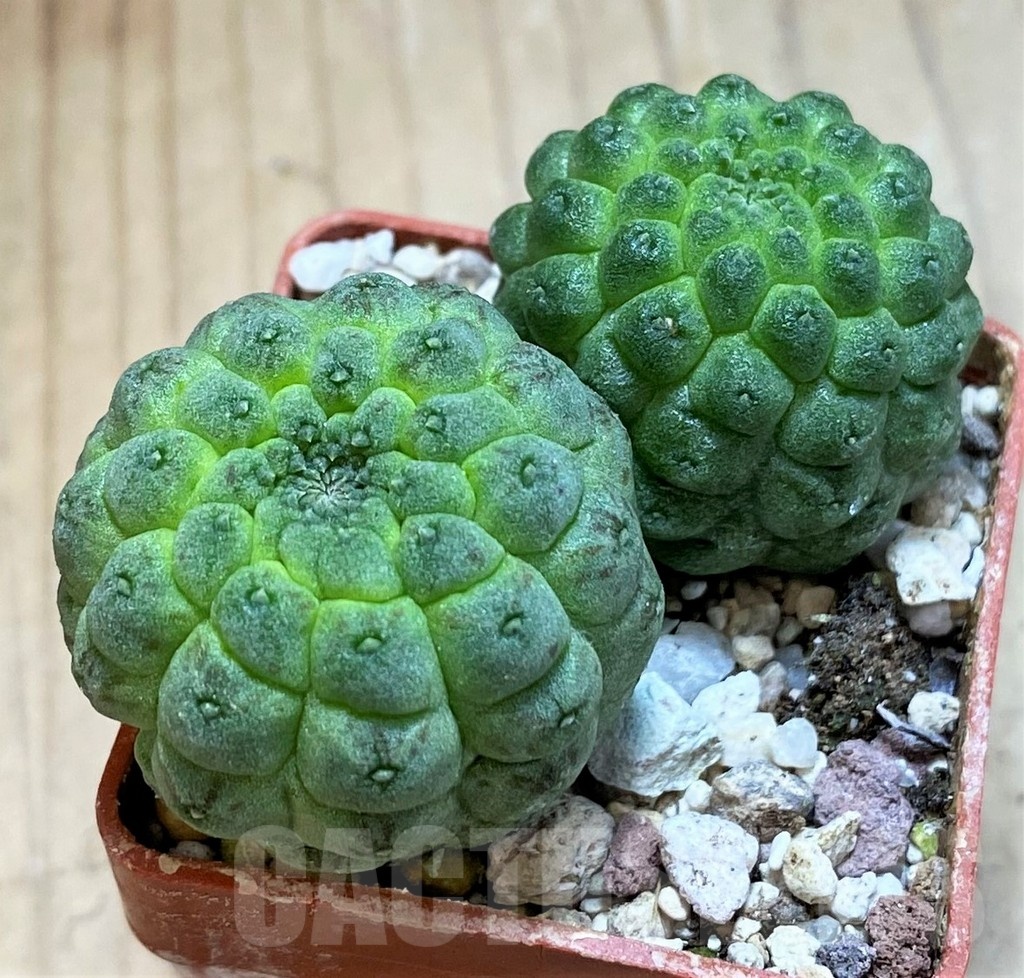 SH20898 Trichocaulon cactiformis, 2 plants, seedling
