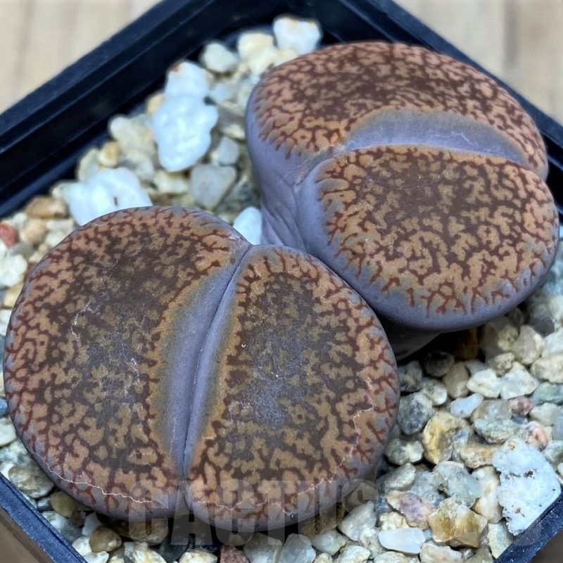 SH21080 Lithops aucampiae