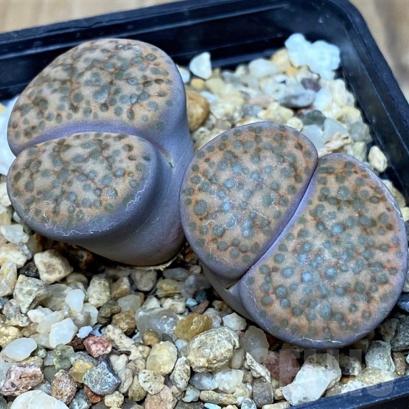 SH21081 Lithops fulviceps
