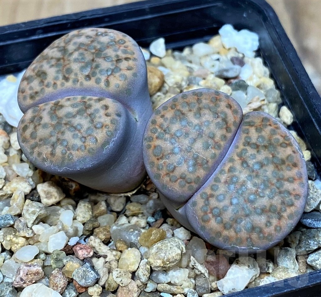 SH21081 Lithops fulviceps