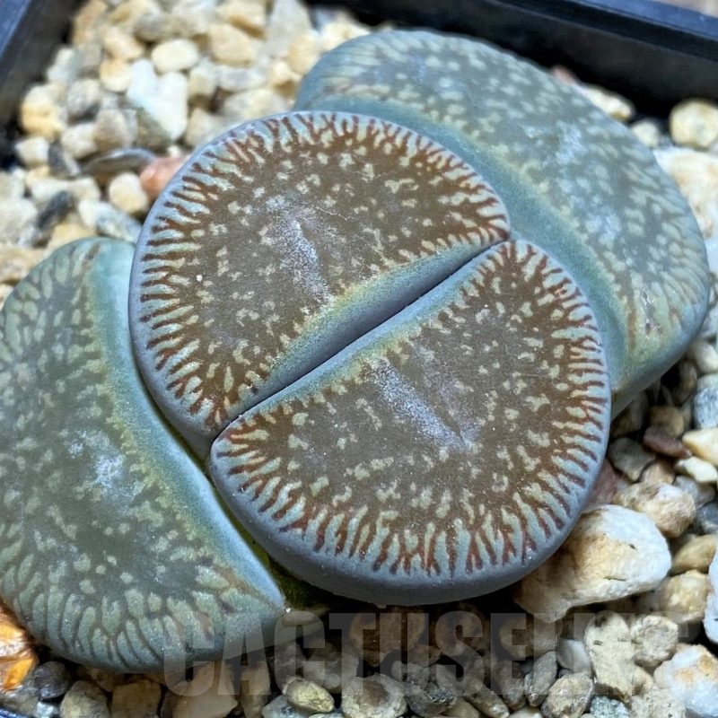 SH21082 Lithops aucampiae ssp. euniceae
